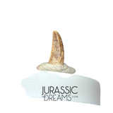 S219 - Top Rare Dromaeosaurid Raptor Theropod Dinosaur PREMAXILLARY Tooth - Judith River Fm