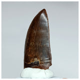 1013 - Gem Grade Carcharodontosaurus saharicus 2.36'' Dinosaur Tooth KemKem