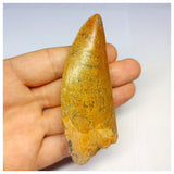 1314 - Gem Grade Carcharodontosaurus saharicus Dinosaur Tooth - Cretaceous KemKem Beds