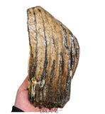 S291 - Nicely Preserved Huge Ice Age Woolly Mammoth (Mammuthus primigenius) Upper Molar Tooth
