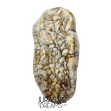 S306 - Gem Grade Huge Ice Age Cave Bear (Ursus spelaeus) Upper Molar Tooth (M2) - Pleistocene