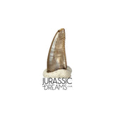 S103 - Top Rare Dromaeosaurid Raptor Theropod Dinosaur PREMAXILLARY Tooth - Judith River Fm