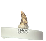 S417 - Top Rare Acheroraptor temertyorum (Dromaeosaurid Raptor Theropod) Dinosaur Tooth - Lance Creek Fm