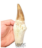 S317 - Outstanding "Mosasaurus hoffmanni" Rooted Tooth - Late Cretaceous - Rare Mosasaur Species