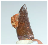 1057 - Gem Grade Carcharodontosaurus saharicus 1.45'' Dinosaur Tooth