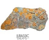 S173 - Museum Grade Ordovician Aged Brittle Stars (Ophiura sp) Mortality Plate