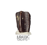 J412 - Nicely Preserved Edmontosaurus Hadrosaurid "duck-billed" Ornithopod Dinosaur Tooth - Hell Creek Fm