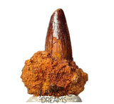 S347 - Outstanding Spinosaurus aegyptiacus Dinosaur Tooth in Natural Matrix - Visible Carina