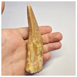 1372 - Huge Rooted Carcharodontosaurus saharicus Dinosaur Tooth - Cretaceous KemKem Beds