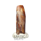 S169 - Top Rare Finest Quality Nigersaurus taqueti (Rebbachisaurid) Sauropod Dinosaur Tooth