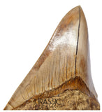 J563 - Gem Grade Huge Killer Megalodon Tooth from Rare Indonesia Location