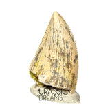 S353 - Nicely Preserved Majungasaurus crenatissimus Abelisaurid Dinosaur Tooth - Late Cretaceous