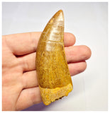 1382 - Huge Carcharodontosaurus saharicus Dinosaur Tooth - Cretaceous KemKem Beds