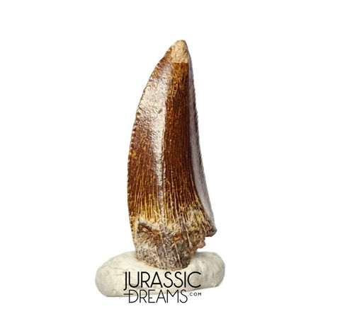 S390 - Nicely Preserved Abelisaurid (cf Rugops sp) Dinosaur Tooth - Cretaceous KemKem Beds
