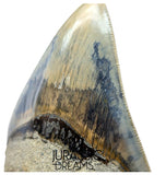 J568 - Gem Grade Killer Blue Megalodon Tooth from Rare Indonesia Location
