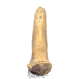 S232 - Amazing Huge Ice Age Cave Bear (Ursus spelaeus) Claw - Upper Pleistocene