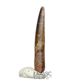 S98 - Top Rare Rooted Nigersaurus taqueti (Rebbachisaurid) Sauropod Dinosaur Tooth