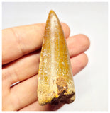1384 - Nicely Preserved Carcharodontosaurus saharicus Dinosaur Tooth