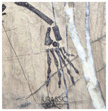 S67 - Nicely Preserved Keichousaurus hui Early Triassic Marine Reptile