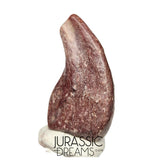 J223 - Top Rare Killer Unidentified Theropod Dinosaur Claw - Lower Cretaceous Elrhaz Fm