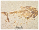 S323 - Nicely Preserved Association of 2 "Diplomystus dentatus" Fossil Fishes - Eocene Age from USA