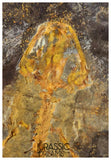 J567 - Museum Grade Rare Jeholotriton paradoxus - Primitive Jurassic Salamander - Daohugou Beds