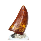 20048 - Gem Grade Carcharodontosaurus saharicus Dinosaur Tooth