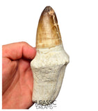 S249 - Stunning Enormous Prognathodon Curii (Mosasaur) Rooted Tooth - Late Cretaceous Rare Mosasaur Species