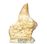 S305- Finest Grade Gavialimimus almaghribensis (Rare Mosasaur species) Tooth in Maxilla bone