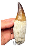 S258 - Outstanding Huge Thalassotitan atrox (Largest known mosasaur species) Rooted Tooth - Late Cretaceous