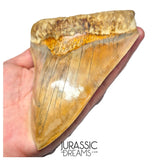 J496 - Gem Grade Huge Killer Megalodon Tooth from Rare Indonesia Location