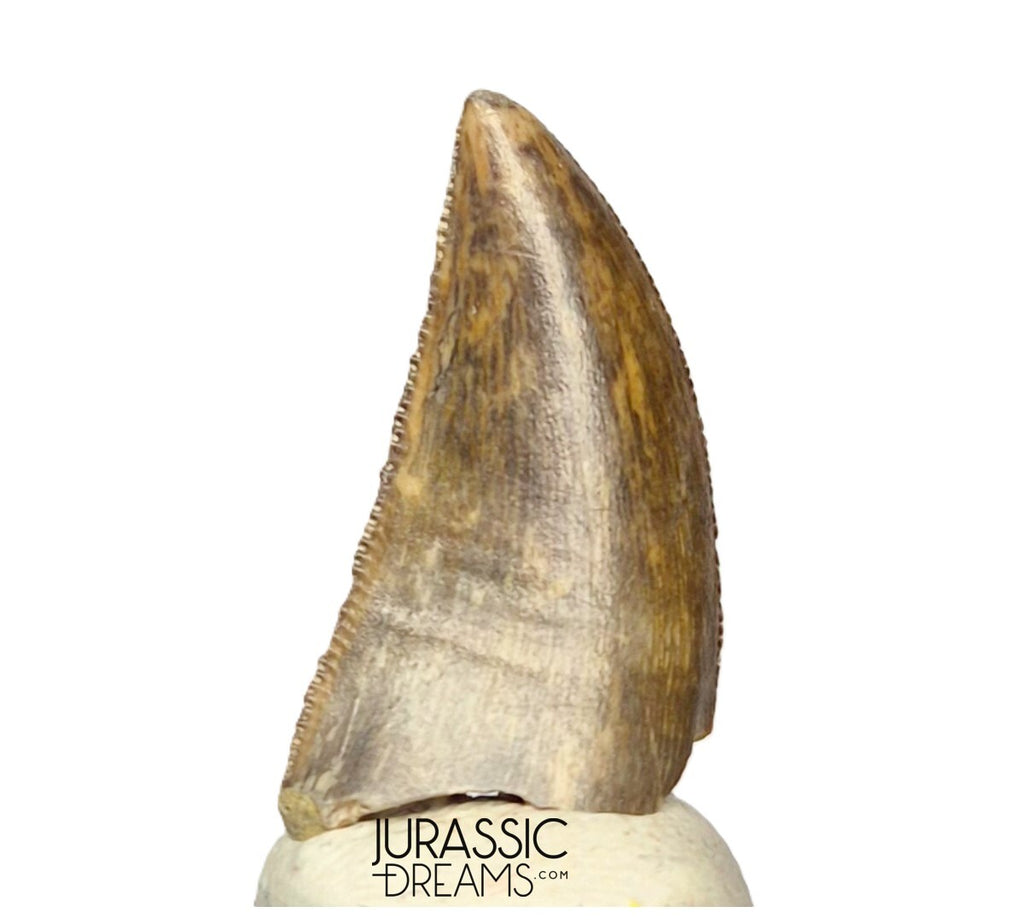 S263 - Large Nicely Preserved Majungasaurus crenatissimus Abelisaurid Dinosaur Tooth