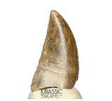 S263 - Large Nicely Preserved Majungasaurus crenatissimus Abelisaurid Dinosaur Tooth