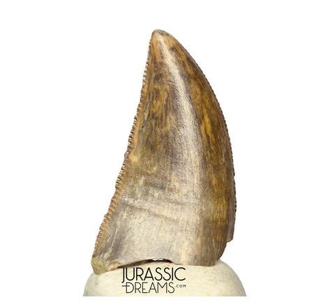 S263 - Large Nicely Preserved Majungasaurus crenatissimus Abelisaurid Dinosaur Tooth
