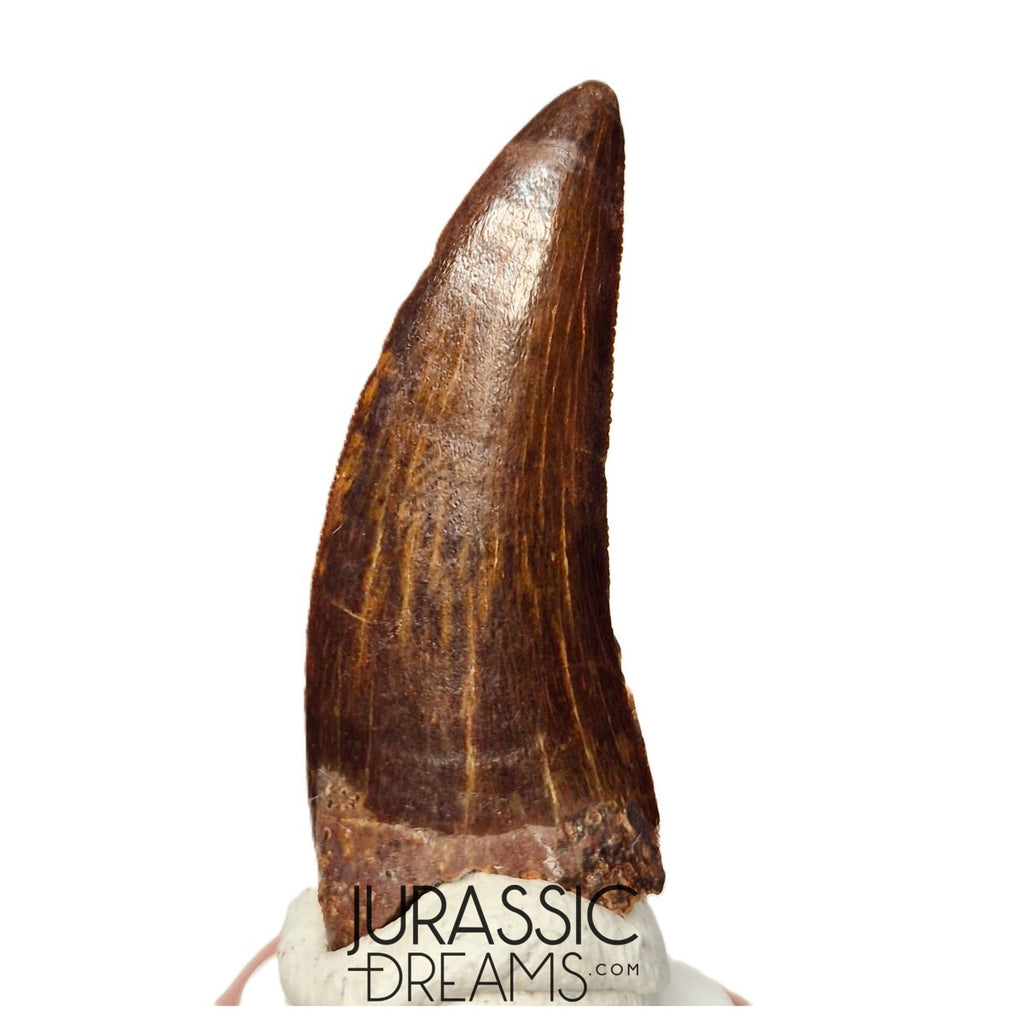 S110 - Gem Grade Carcharodontosaurus saharicus Dinosaur Tooth