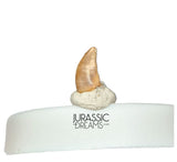 S518 - Top Rare Acheroraptor temertyorum (Dromaeosaurid Raptor Theropod) Dinosaur Tooth - Lance Creek Fm