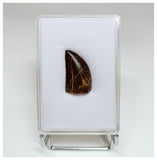 1021 - Gem Grade Carcharodontosaurus saharicus 1.25'' Dinosaur Tooth