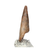 J177 - Top Rare Ornithocheirid Pterosaur Claw - Lower Cretaceous  Elrhaz Fm