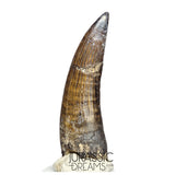 S46 - Top Huge Suchomimus tenerensis Spinosaurid Dinosaur Tooth