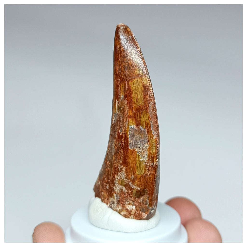 1009 - Nicely Preserved Carcharodontosaurus saharicus 2.44'' Dinosaur Tooth