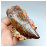 1037 - Huge Carcharodontosaurus saharicus 3.34'' Dinosaur Tooth in Natural Matrix