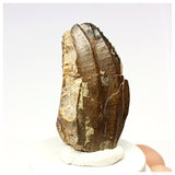 1307- Exceedingly Rare Unidentified Basal Iguanodontian Dinosaur Tooth - Cretaceous Elrhaz Fm