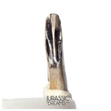 J477 - Tyrannosaur Dinosaur Tooth - Nanotyrannus Premaxillary Tooth (cf Aublysodon) - Hell Creek Fm