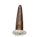 S414 - Top Pristine Nigersaurus taqueti Rebbachisaurid Sauropod Dinosaur Tooth