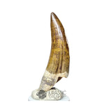 20027 - Gem Grade Large Suchomimus tenerensis Dinosaur Tooth - Lower Cretaceous IN CATAWIKI AUCTION NOW