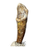 S397 - Nicely Preserved Huge Ice Age Cave Bear (Ursus spelaeus) Pre-Canine Tooth
