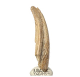 J410 - Museum Grade Ornithocheirid Pterosaur Claw - Lower Cretaceous  Elrhaz Fm