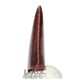 S132 - Gem Grade Carcharodontosaurus saharicus Dinosaur Tooth - KemKem Beds