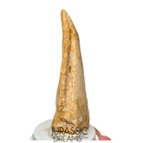 J516 - Nicely Preserved Spinosaurus aegyptiacus Dinosaur Foot Claw - Red Sanstone Beds