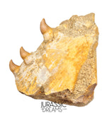 S265 - Beautiful Halisaurus arambourgi (Mosasaur) Partial Right Maxillary - Late Cretaceous